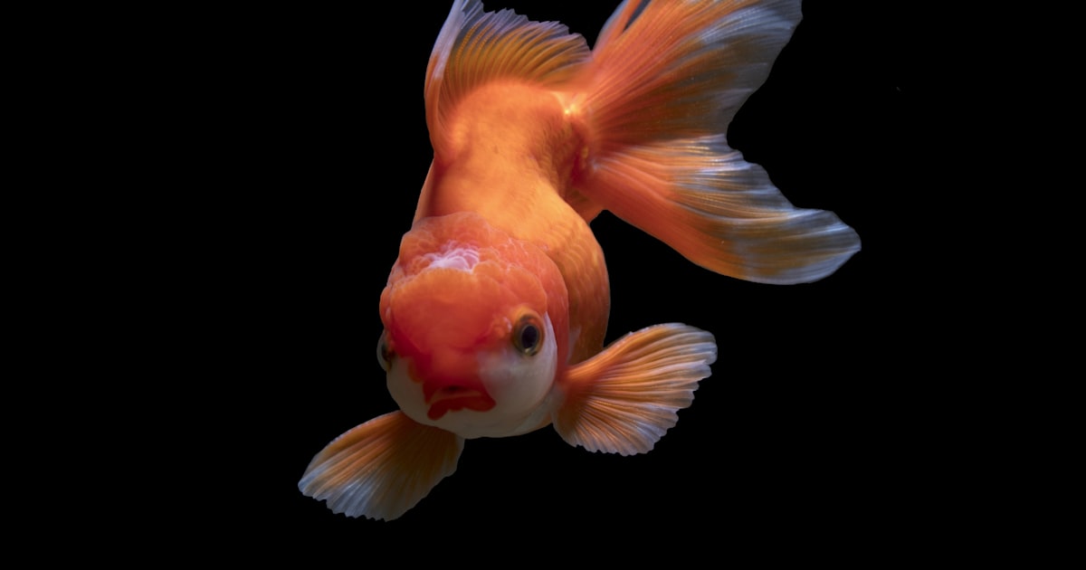 A beautifully maintained beginner aquarium with colorful fish